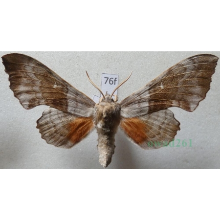 Laothoe populi populi (Linnaeus, 1758) male Nastrosz topolowiec Czech76f